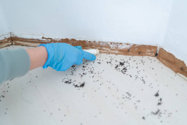 Best Residential Pest Control  in Canton, IL